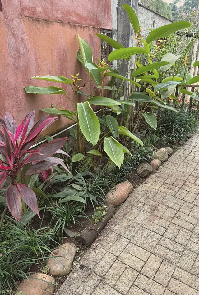 Canteiro de folhagens tropicais, helicônias e cordilines junto a um muro terracota, contornado por pedras ao longo de um caminho de lajotas
